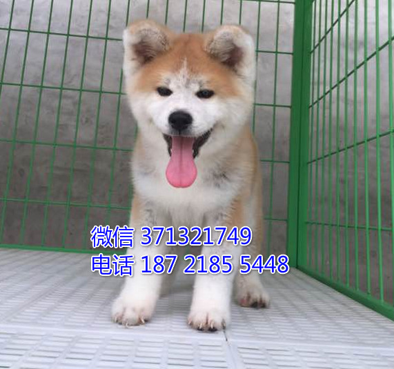 秋田犬纯种大型犬秋田，日本秋田 西安犬舍