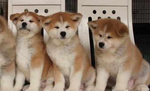 陇南宠物狗犬舍出售纯种秋田犬 正宗秋田哪里