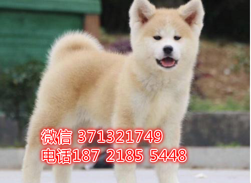 南宁犬舍 秋田特价宠物狗狗 南宁狗场繁殖 小