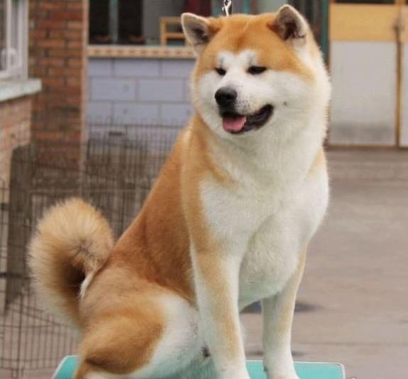 庆阳宠物狗犬舍出售纯种秋田犬 正宗秋田哪里