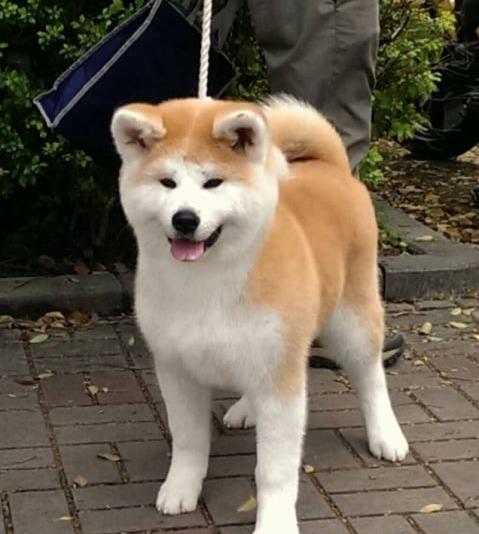 淮北犬舍出售秋田犬 宠物狗市场在哪 网上哪里