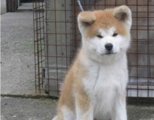 杭州宠物狗狗犬舍出售纯种秋田犬幼犬活体狗狗