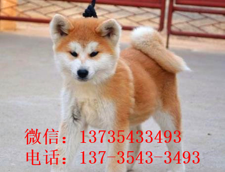 长春宠物狗狗犬舍出售纯种秋田犬幼犬活体狗狗领养