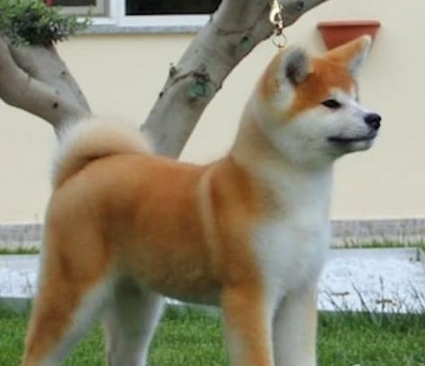 宝鸡宠物狗犬舍出售秋田犬宠物狗市场买狗卖狗