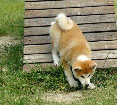 厦门宠物狗犬舍出售纯种秋田犬狗市场在哪卖狗