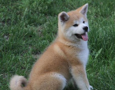 大连宠物狗狗犬舍出售纯种秋田犬幼犬活体狗狗