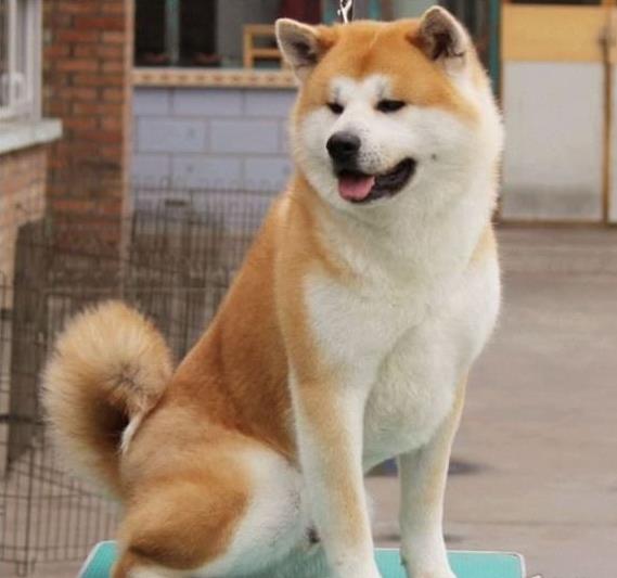 厦门秋田犬出售宠物狗市场在哪 哪里有狗买卖