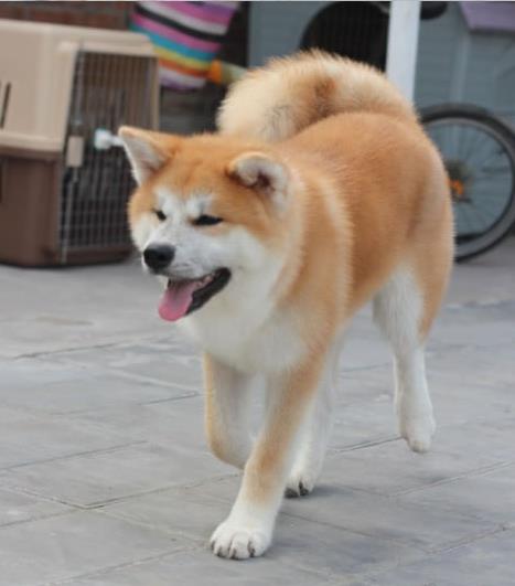 大连秋田犬舍出售宠物狗狗 哪里有狗卖 狗市在