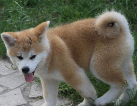 长春宠物狗狗犬舍出售纯种秋田犬幼犬活体狗狗