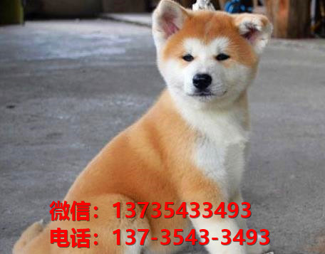 北京宠物狗犬舍出售纯种秋田犬 正宗秋田哪里有卖狗