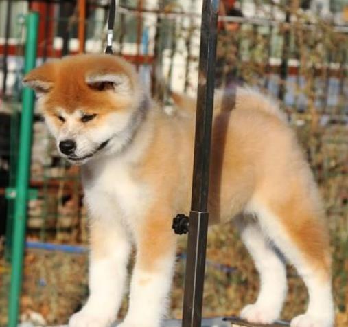 哈尔滨宠物狗狗犬舍出售纯种秋田犬幼犬活体狗