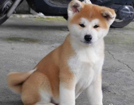 厦门宠物狗犬舍出售纯种秋田犬 哪里有宠物狗