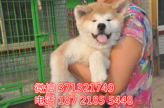 哈尔滨犬舍出售 秋田犬狗狗幼犬 哈尔滨哪里有