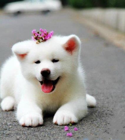 成都宠物狗犬舍出售纯种秋田犬狗市场在哪卖狗