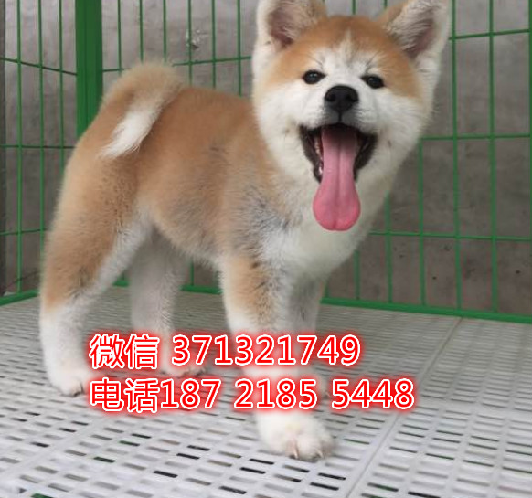 沈阳狗狗 秋田出售纯种幼犬 特价宠物狗狗
