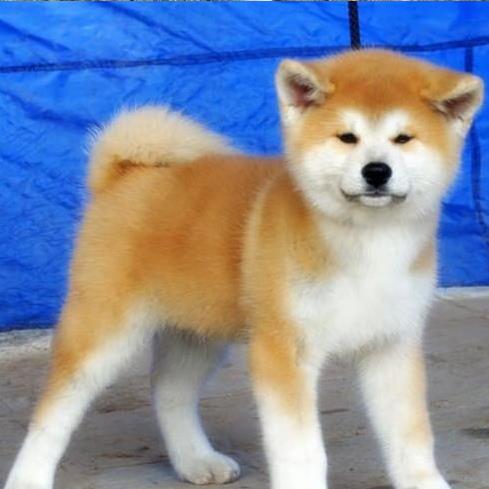 纯种秋田犬出售 长沙宠物狗犬舍领养宠物狗市
