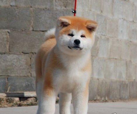 北京犬舍出售纯种秋田犬宠物狗市场在哪卖狗 