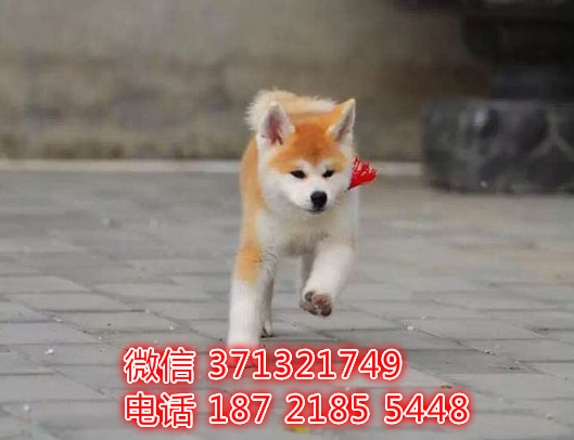 狗场出售秋田犬出售纯种幼犬 杭州犬舍 特价宠