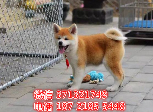 长沙宠物 秋田犬出售纯种幼犬 长沙狗场在哪里