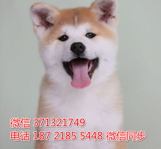 杭州特价 秋田犬出售纯种幼犬 杭州犬舍在哪里