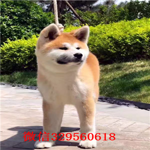 哈尔滨出售纯种秋田犬  哈尔滨哪里能买到纯种