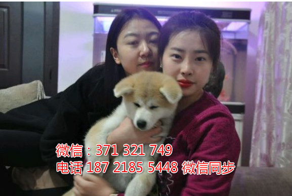 全国特惠秋田纯种幼犬 支持上门 支持空运汽运 包健康城