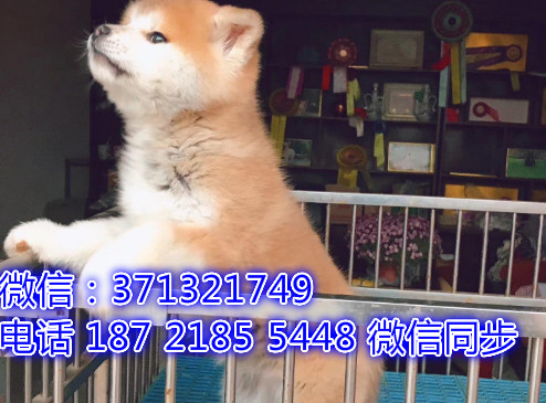特价秋田出售纯种幼犬 专业繁殖专业发货 可上门看段