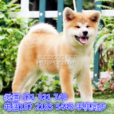 秋田犬幼犬出售纯种 狗场直销宠物 哪里有宠物狗狗聘