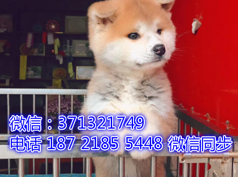特价秋田出售纯种幼犬 专业繁殖专业发货 可上门看绕