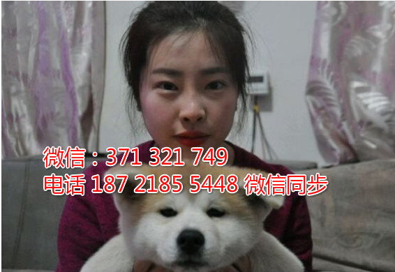 全国特惠秋田纯种幼犬 支持上门 支持空运汽运 包健康遗