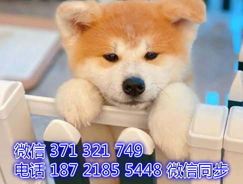 宠物狗狗秋田全国可以发货 犬舍繁殖 包健康找