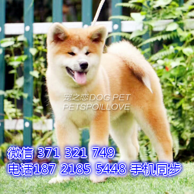 秋田犬幼犬出售纯种 狗场直销宠物 哪里有宠物狗狗敌