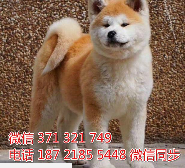 犬舍秋田纯种幼犬出售 日本秋田犬舍狗场宠物狗囱