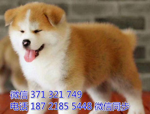犬舍直销，哪里有宠物秋田犬，精品小型中型大型犬狗狗购
