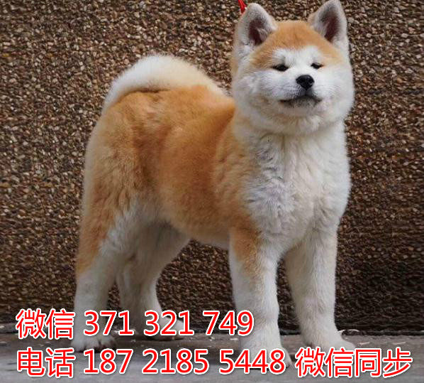 宠物市场 哪里有宠物秋田，精品小型中型大型犬