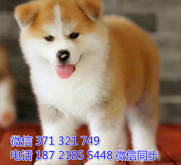 犬舍直销，哪里有宠物秋田犬，精品小型中型大型犬