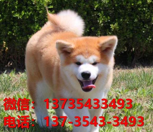 厦门宠物狗狗犬舍出售纯种秋田犬卖狗买狗地方