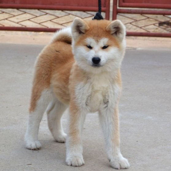 佛山哪里有卖拉布秋田犬 佛山秋田犬一只多少钱 可送货