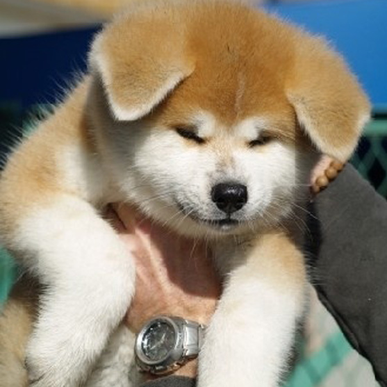 佛山哪里有卖拉布秋田犬 佛山秋田犬一只多少钱 可送货