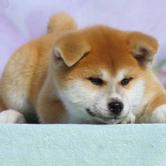 东莞秋田犬一只多少钱 东莞哪里买秋田犬有保障