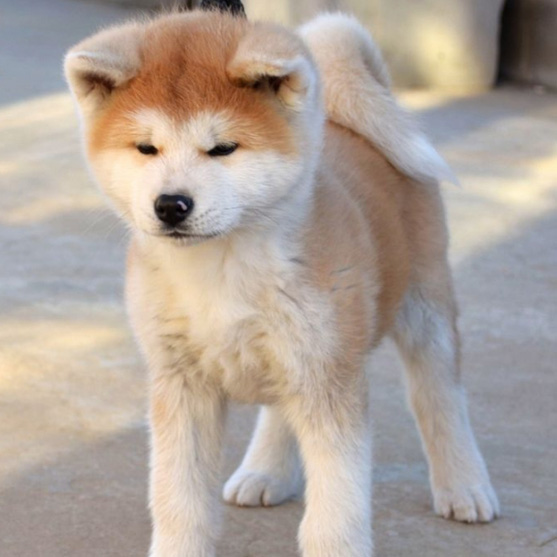 广州买狗 广州哪里有买狗靠谱 秋田犬一只多少钱