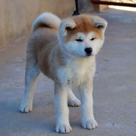 广州买狗 广州哪里有买狗靠谱 秋田犬一只多少钱