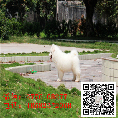 常州哪里有卖萨摩耶犬 萨摩耶雪橇犬纯种健康 