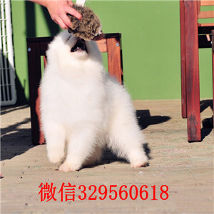 东莞哪里有卖萨摩耶的萨摩耶多少钱萨摩耶漂亮