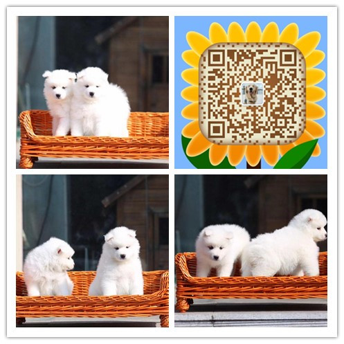 武汉哪有正规狗场 武汉哪里有出售纯种萨摩耶