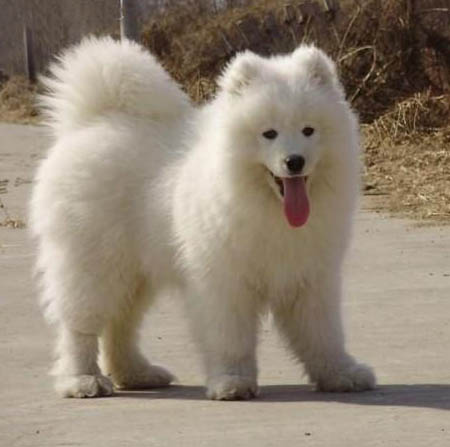 东莞有没有狗买 东莞萨摩耶卖多少钱 萨摩耶哪