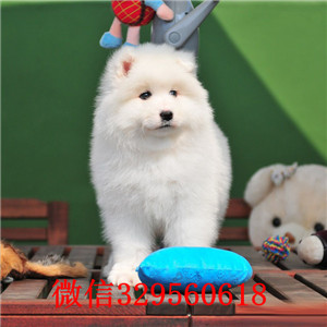 南昌哪里能买到纯种萨摩耶犬 白色萨摩耶价格 