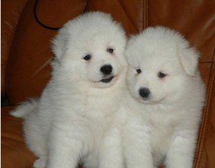 重庆出售萨摩犬重庆哪里出售纯种萨摩耶犬图片