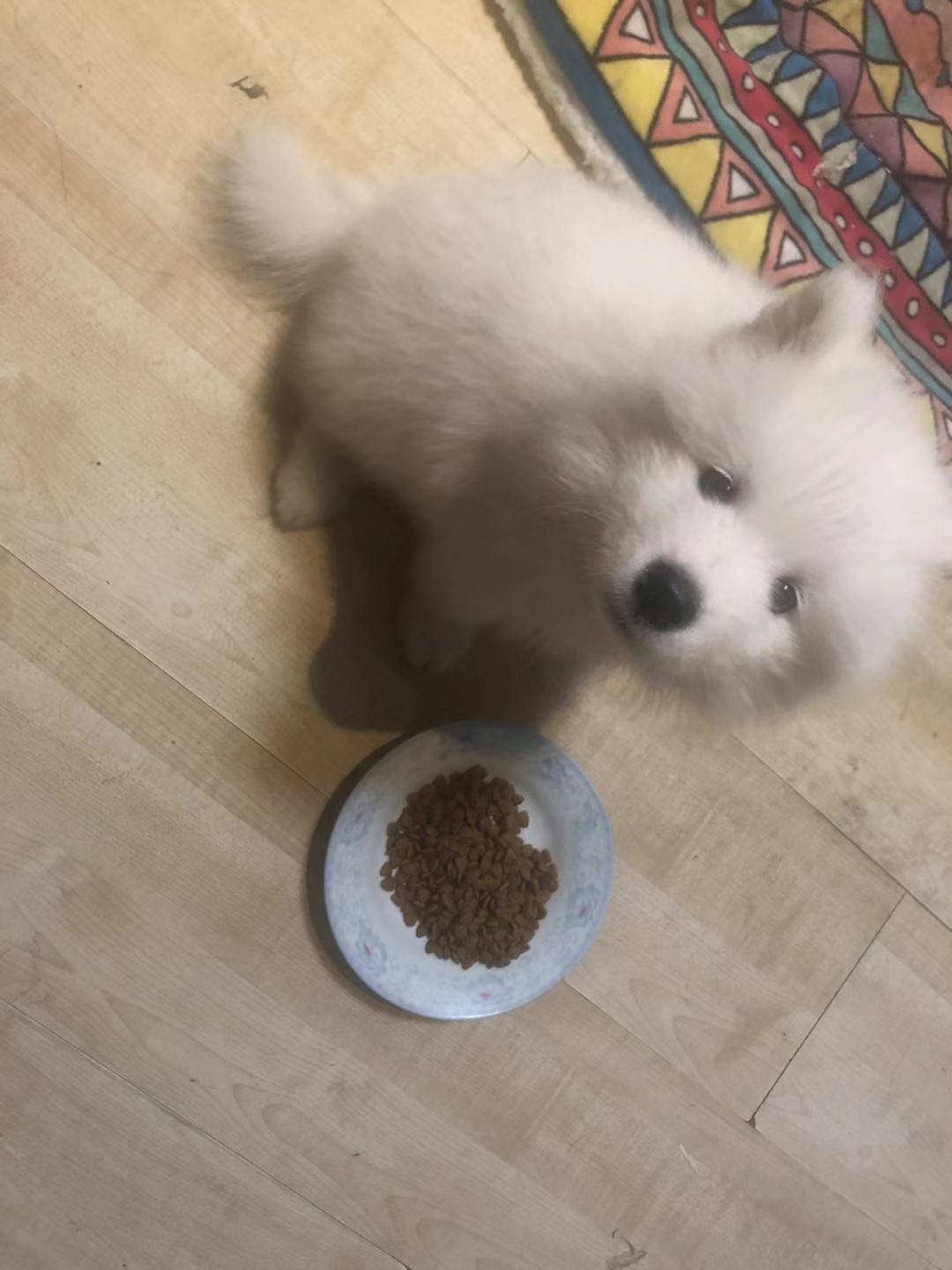 五个月大纯种萨摩耶