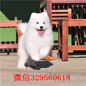   临汾哪里有卖萨摩耶犬 萨摩耶雪橇犬纯种健